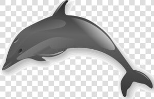 Dolphin 2   Sea Creatures No Background  HD Png Download