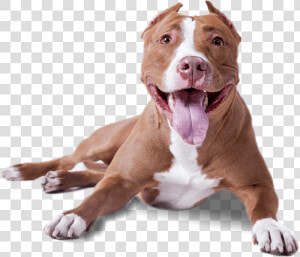 Pitbull Lying Down   Transparent Background Dog Png  Png Download