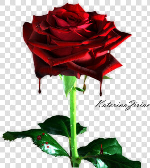 Bleeding Rose Png By Vladnoxart Bleeding Rose Png By   Transparent Background Rose Flower Png  Png Download