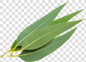 Eucalyptus Leaves Png   Eucalyptus Leaves  Transparent Png