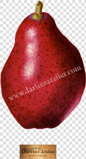 Red Pear No Bg W Logo And Watermark  HD Png Download