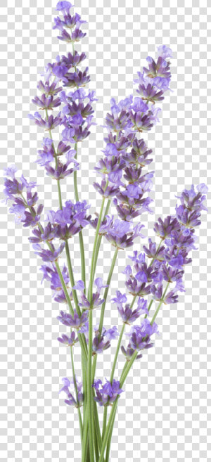 Lavender   Royalty Free Lavender White Background  HD Png Download