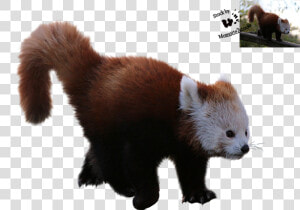 Red Panda  Giant Panda  Desktop Wallpaper  Fur Png   Red Panda Clear Background  Transparent Png