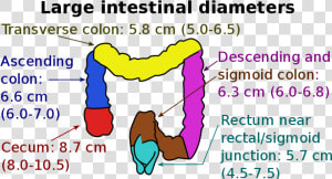 Large Intestine Diameter  HD Png Download