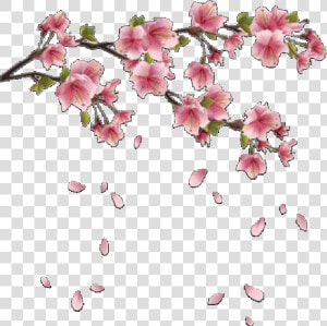  aesthetic  flowers  flower  pink  pinkaesthetic  overlay   Cherry Blossom Png Hd  Transparent Png