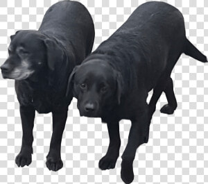 Black Labradors Transparent Background Dog   Black Labrador No Background  HD Png Download