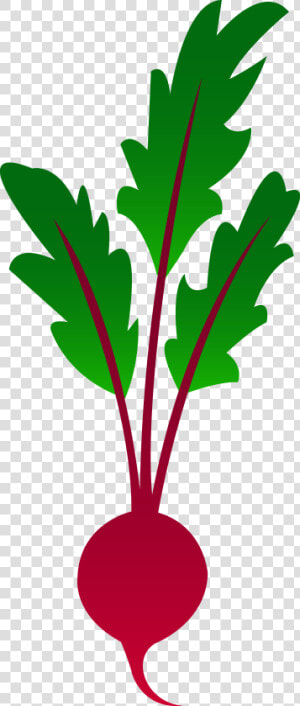 Vegetables Drawing Png   Clip Art Beets  Transparent Png