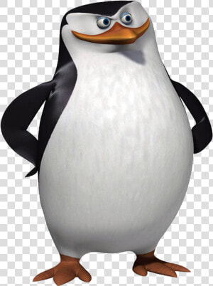 Madagascar Penguins Png   Penguin On Madagascar  Transparent Png