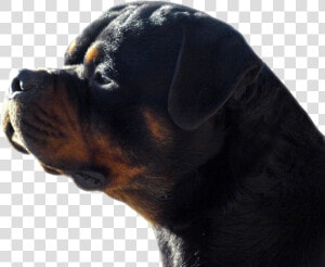 Rottweiler  HD Png Download