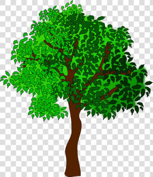 Clip Art Free Images Of Trees   Clipart Trees  HD Png Download