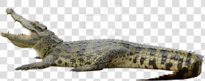 Crocodile Png Background   Transparent Background Alligator Png  Png Download