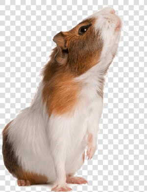 Guinea Pig Transparent Background   Png Download   4 H Parts Of A Cavy  Png Download