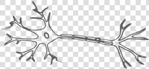 Brain  Neuron  Nerves  Cell  Science  Neurology   Neuron Clipart  HD Png Download