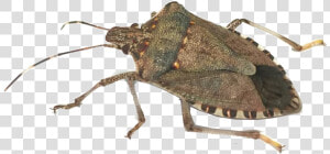 Bugs Png Photo Background   Stink Bug  Transparent Png