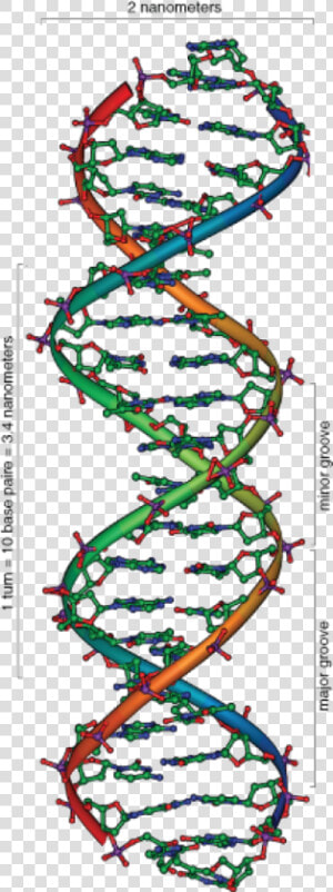 Deoxyribose Sugar Double Helix  HD Png Download