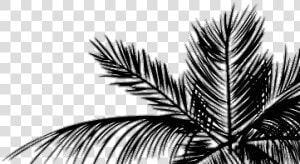 Tumblr Aesthetic Palmera Hojas Planta   White Background Iphone  HD Png Download