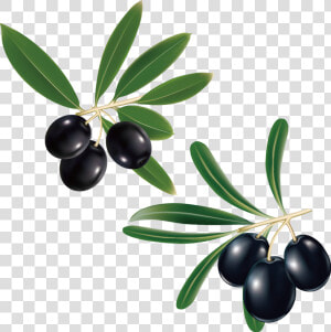 Clip Art Olive Branch Photo   Kalamata Olive Tree Vector  HD Png Download