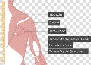 Image Showing Superficial Muscles Of The Back And Posterior   Supraspinatus Muscle  HD Png Download