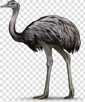 Transparent Ostrich Clipart Black And White   Ostrich Png  Png Download