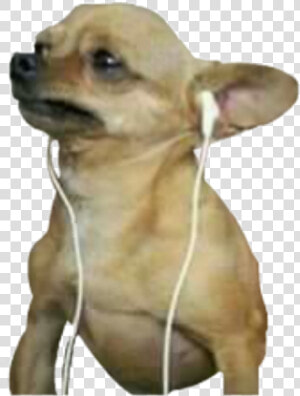 Chihuahua Png  Transparent Png