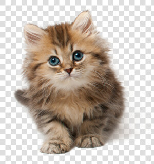 Cat Kitten Cute   Kitten Png  Transparent Png