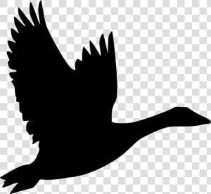 Bird Goose Flight Duck Clip Art   Canada Goose Svg  HD Png Download