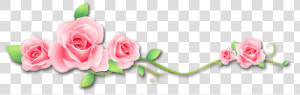  roses  flowers  vinesandleaves  divider  header  textline   Garden Roses  HD Png Download