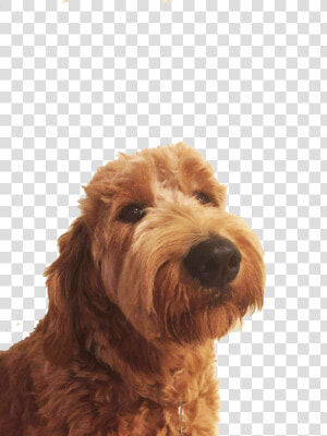 Transparent Goldendoodle Png   Labradoodle  Png Download