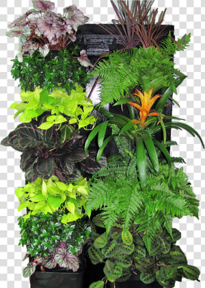 Transparent Vertical Garden Png   Vertical Garden Plants Png  Png Download