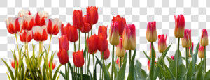 Tulip  Spring  Nature  Flower  Color  Plant  Garden   Tulip Flower Garden Png  Transparent Png