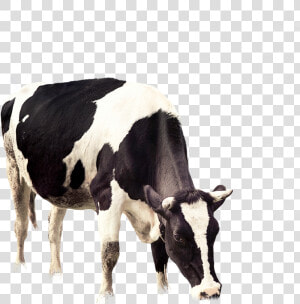 Cow Vector Grazing   Cows Png  Transparent Png