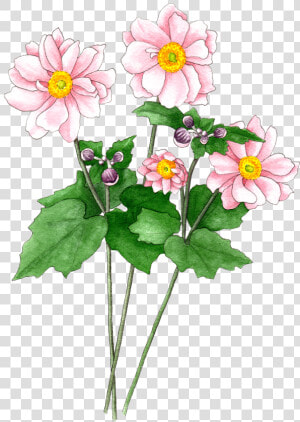 Japanese Anemones Pink  HD Png Download