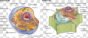 Chromatin Drawing Plant Cell Diagram   Cell Structure Animal Cells  HD Png Download