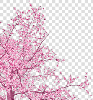  freetoedit  corner  cherry  blossom   Cherry Blossom From Corner  HD Png Download