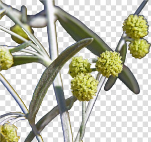 Artemisia Flowers Png Image File   Anthurium  Transparent Png