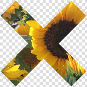 Tumblr Myphoto Sunflower Sticker Gallery Art Interestin   Png Tumblr Sunflower Transparent  Png Download