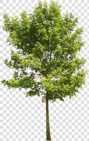 Aspen Tree Png   Trees Png Drawing  Transparent Png