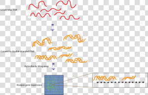 Transcriptome Fig 3   Transcriptome Sequencing  HD Png Download