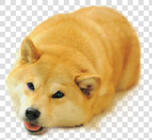 Funny Shiba Inu Face   Png Download   Shiba Inu Bread Loaf  Transparent Png