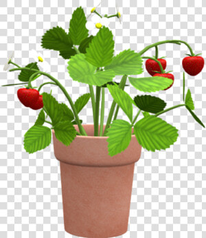 Flowerpot  HD Png Download