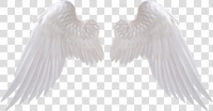 Angel Wings Png Download Image 1 Vector  Clipart  Psd   White Angel Wings Png  Transparent Png