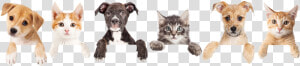 Cat And Dog Footer  HD Png Download