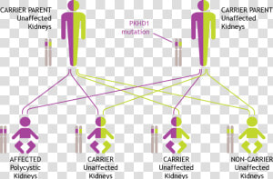 How Arpkd Is Inherited   Adpkd Genetics  HD Png Download