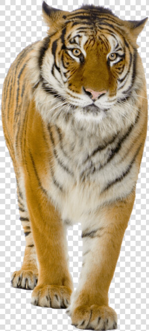 Tigre Caminando   Real Tiger Png  Transparent Png