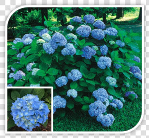 Picture   Hydrangea Nikko Blue 3c Gallon  HD Png Download