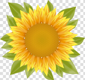 Sunflower Png Vector   Vector Sunflower Png  Transparent Png