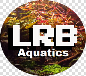 Underwater Plants Png  Transparent Png