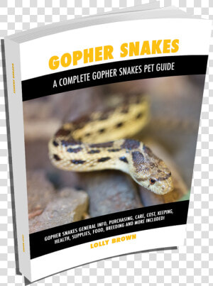   More Books  Ball Pythons As Pets   Burmese Python  HD Png Download