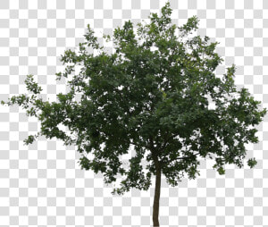 Transparent Tree Cutout Png   Tree Cut Out Png  Png Download