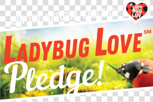 Transparent Ladybugs Png  Png Download